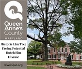 Picture of large elm tree in front of historic courthouse showing signs of distress