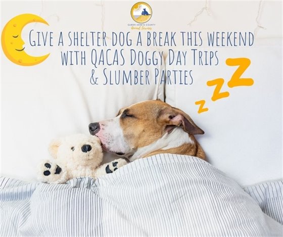 dog sleeping with a teddy bear