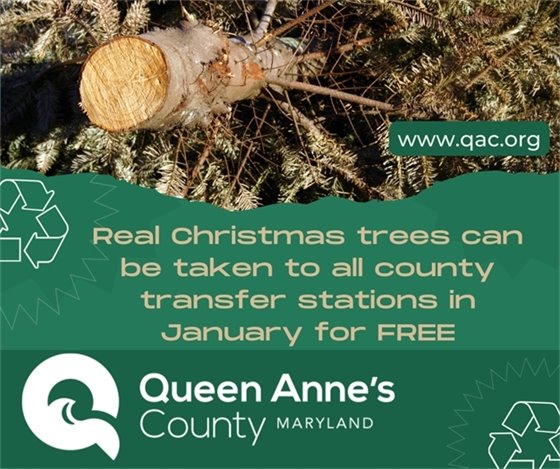 christmas tree being thrown away