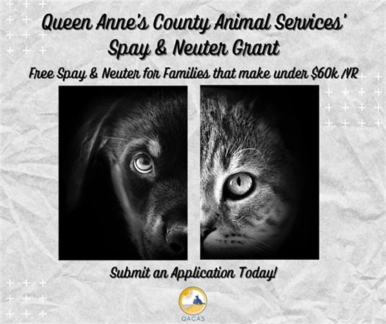 grey background with black and white picture of cat and dog