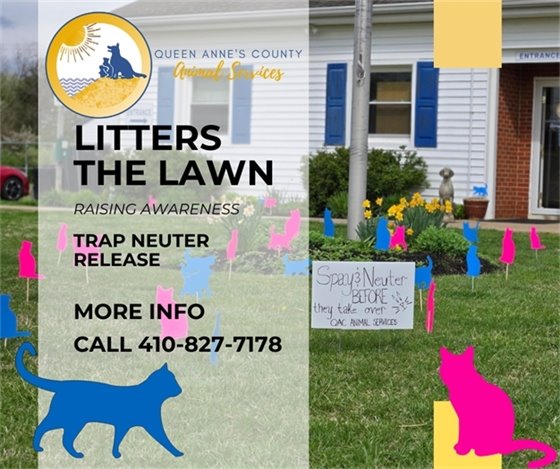 pink and blue cardboard cats litter the lawn of the Animal Services building