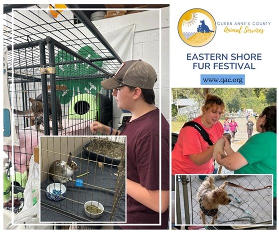 several pictures of adoptable pets