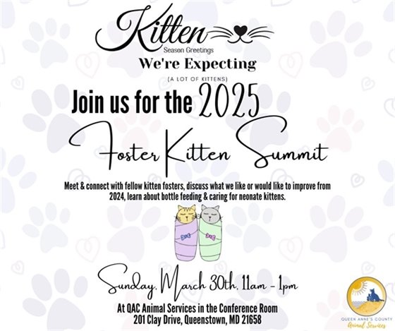 kittens wrapped in a blanket