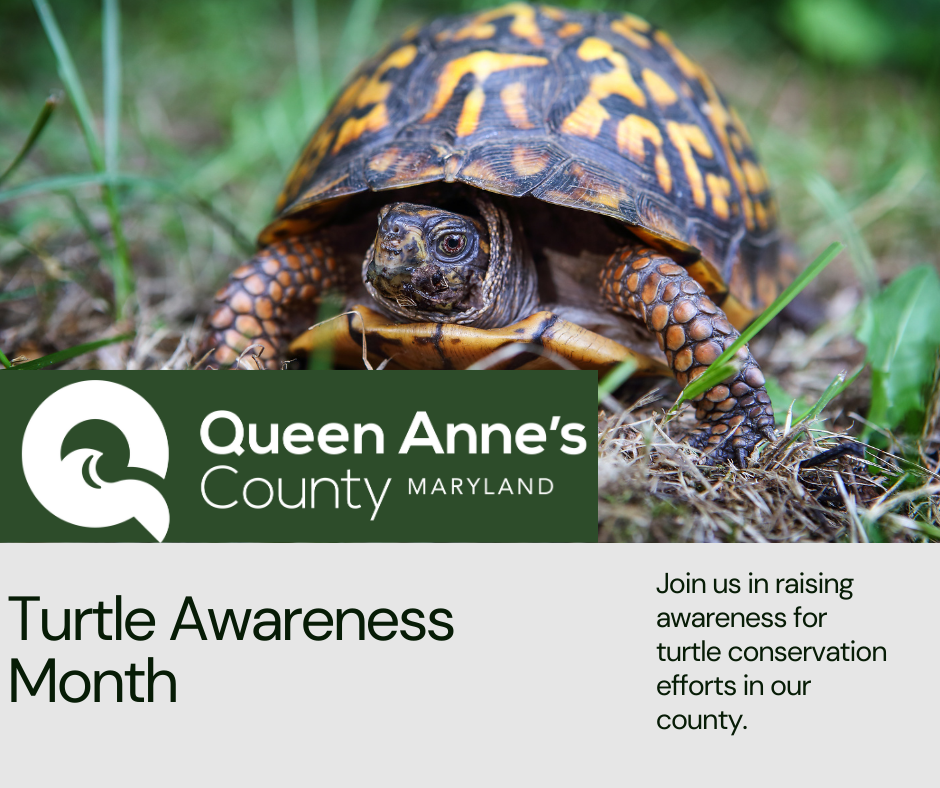 May June is Turtle Awareness Month in Queen Annes County