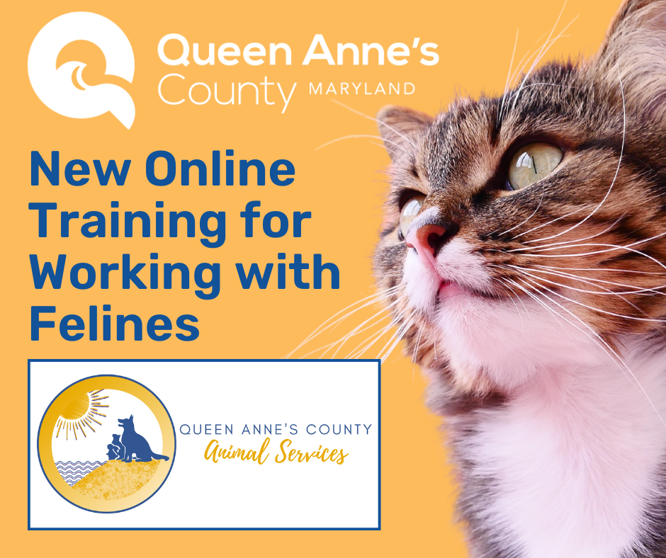 New Online Training for Working with Challenging Felines