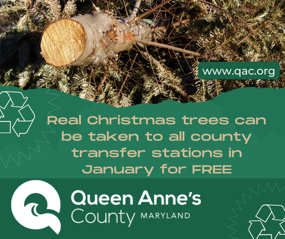 Real Christmas trees can be taken to all county transfer stations in January for FREE (2)