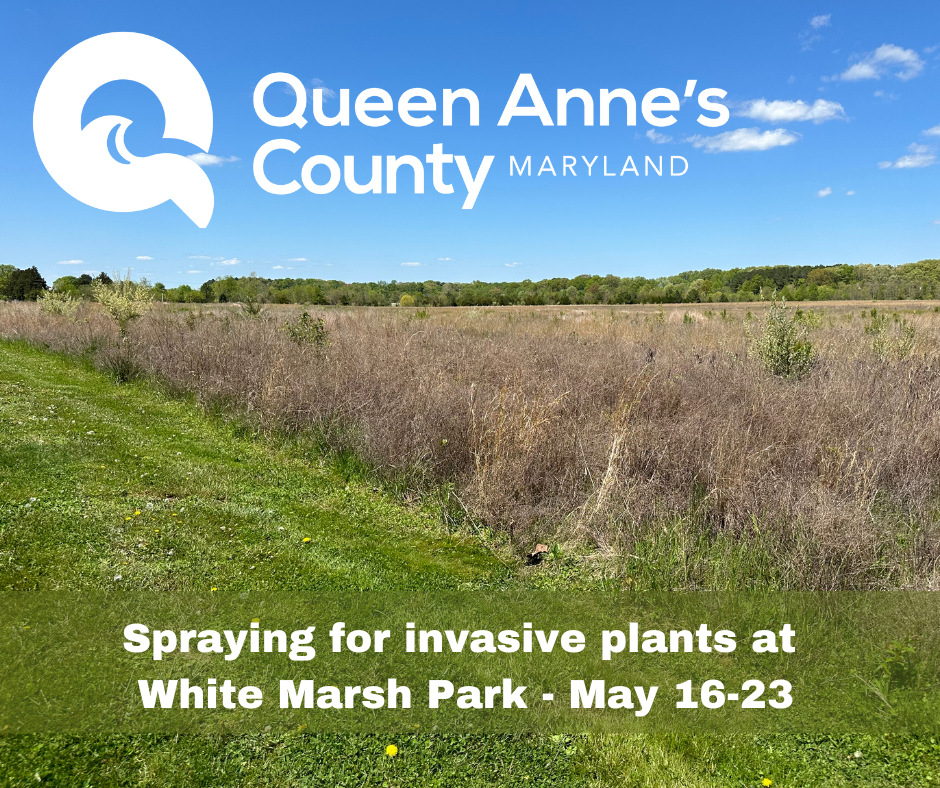 Spraying for invasive plants at White Marsh Park - May 16-23 (1)