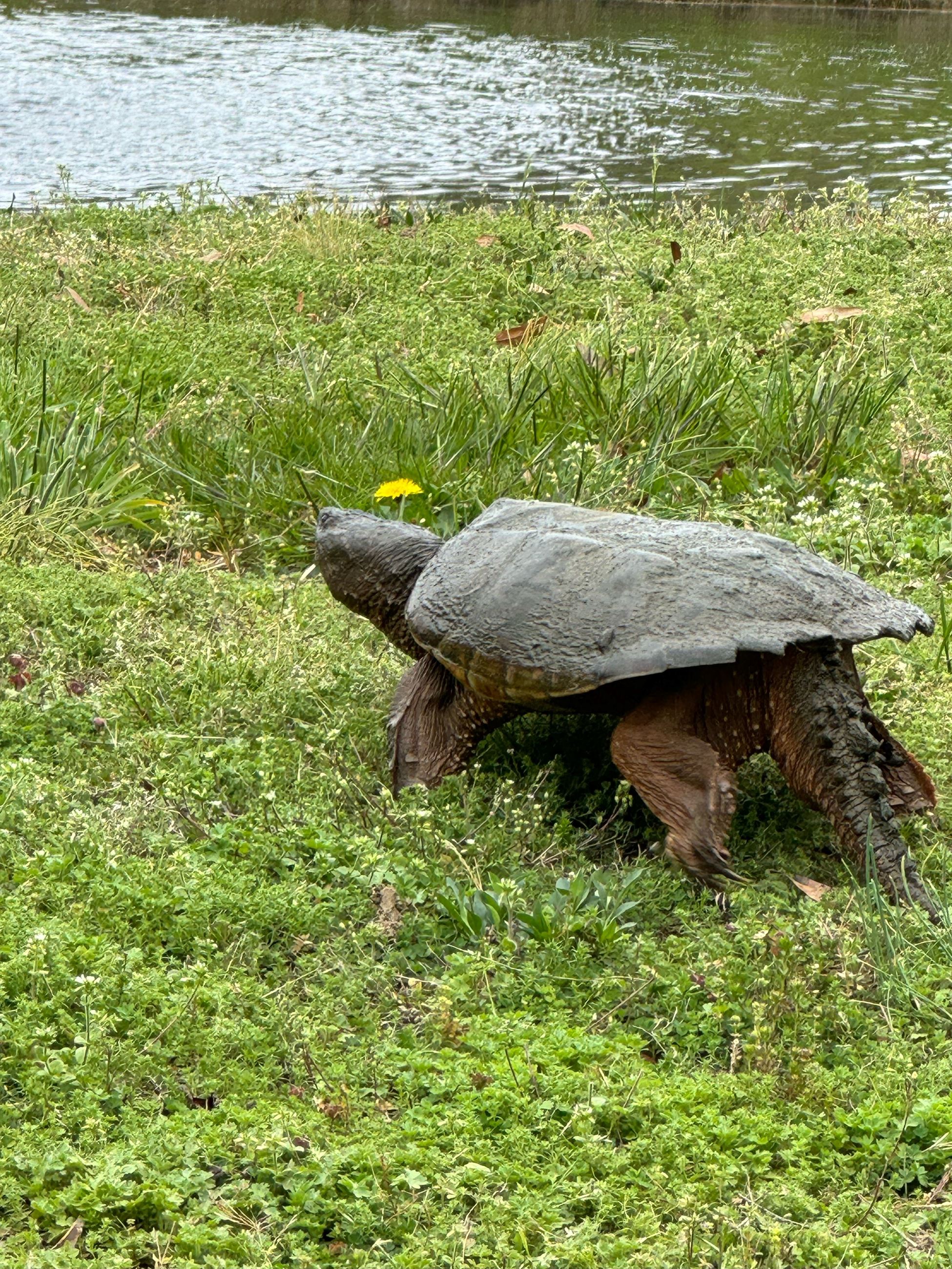 turtle 4.15.24