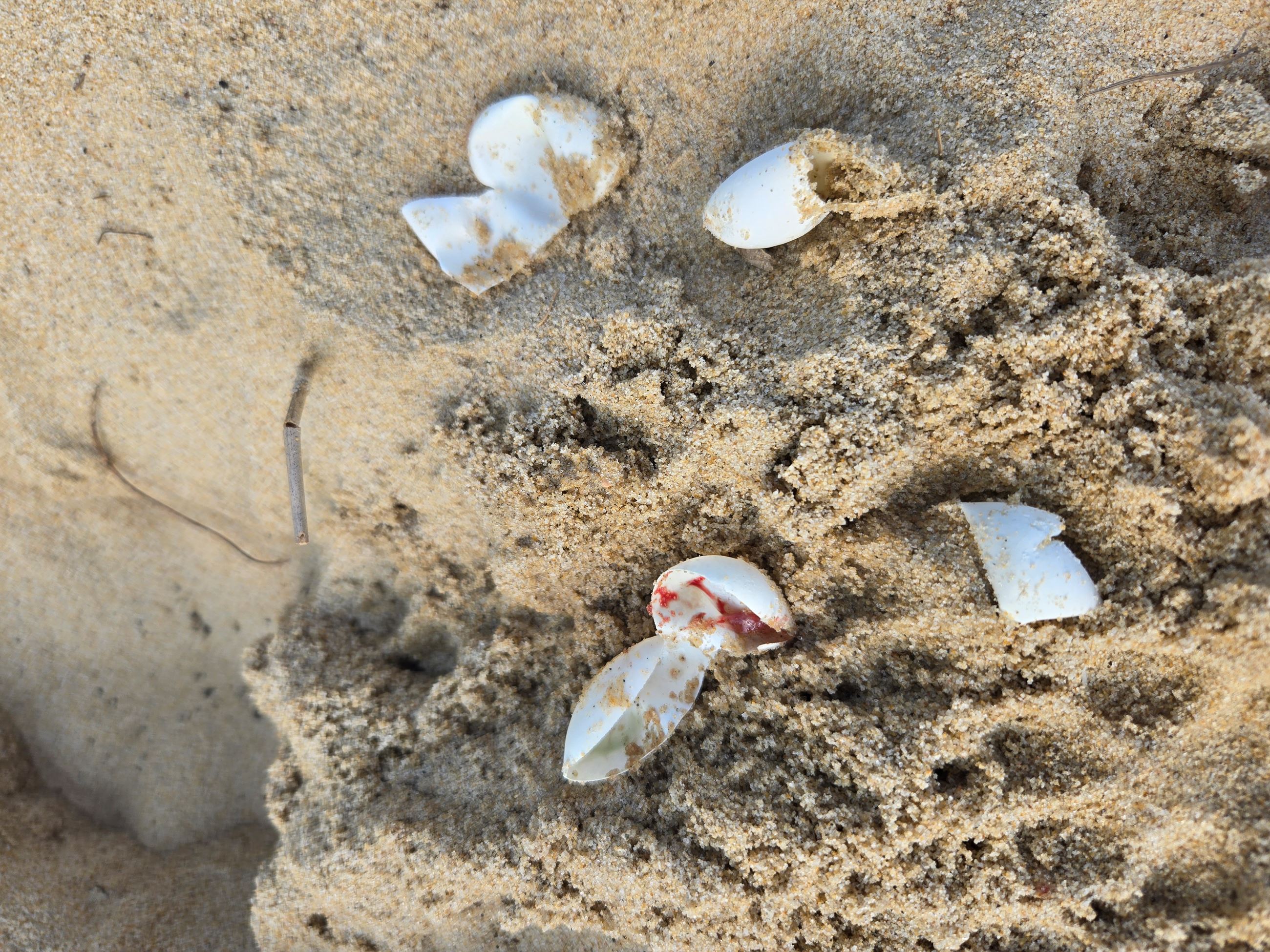 hatched turtle egg shells