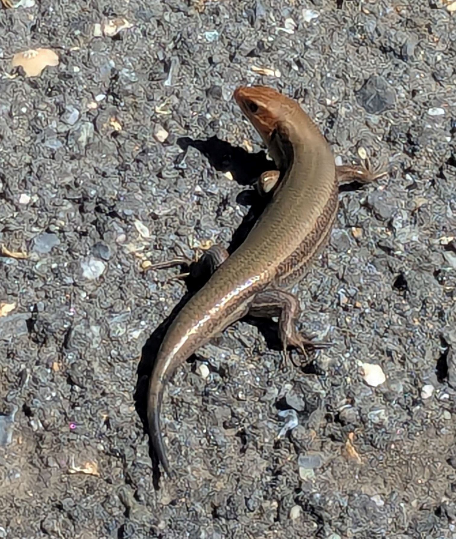 PXL_20250512_143007478