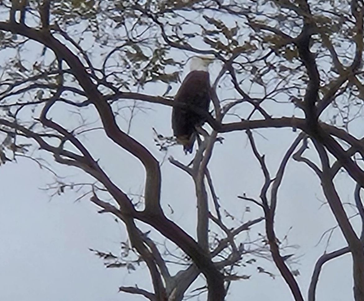 Bald Eagle
